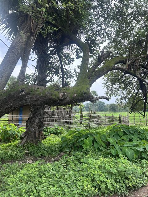 Old moss-covered tree beside fields and a bamboo fence
