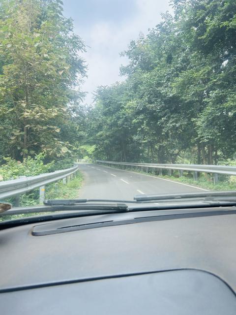 Forest road seen through a car windscreen