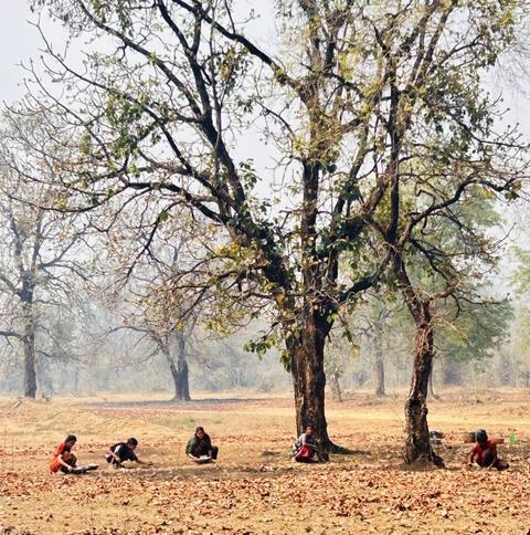 People gathering forest produce under large trees